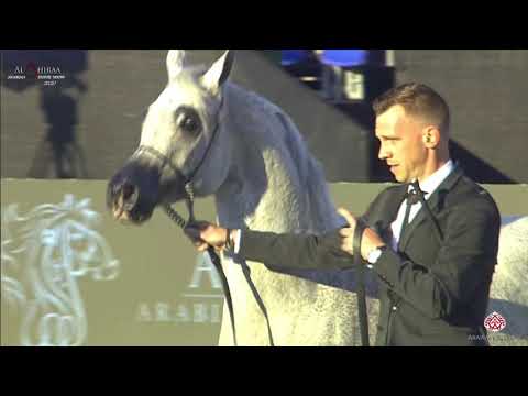 N 403 LISSAR   Al Shiraa International Arabian Horse Show 2020