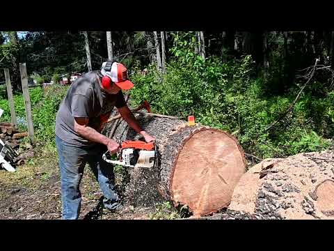 The Day the Earth Stood STIHL- Part 3  Vintage Stihl 075 and 051 Chainsaw Cutting!