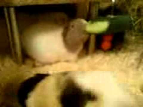 Dinner a la Charakterschwein