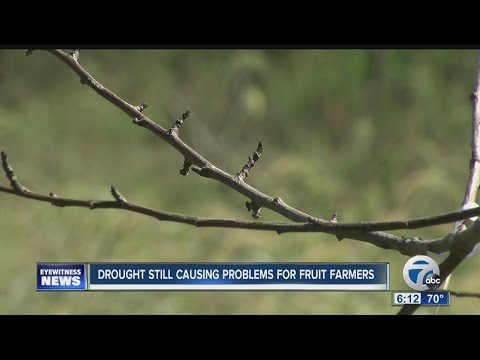 Drought killed many young fruit trees in Niagara County