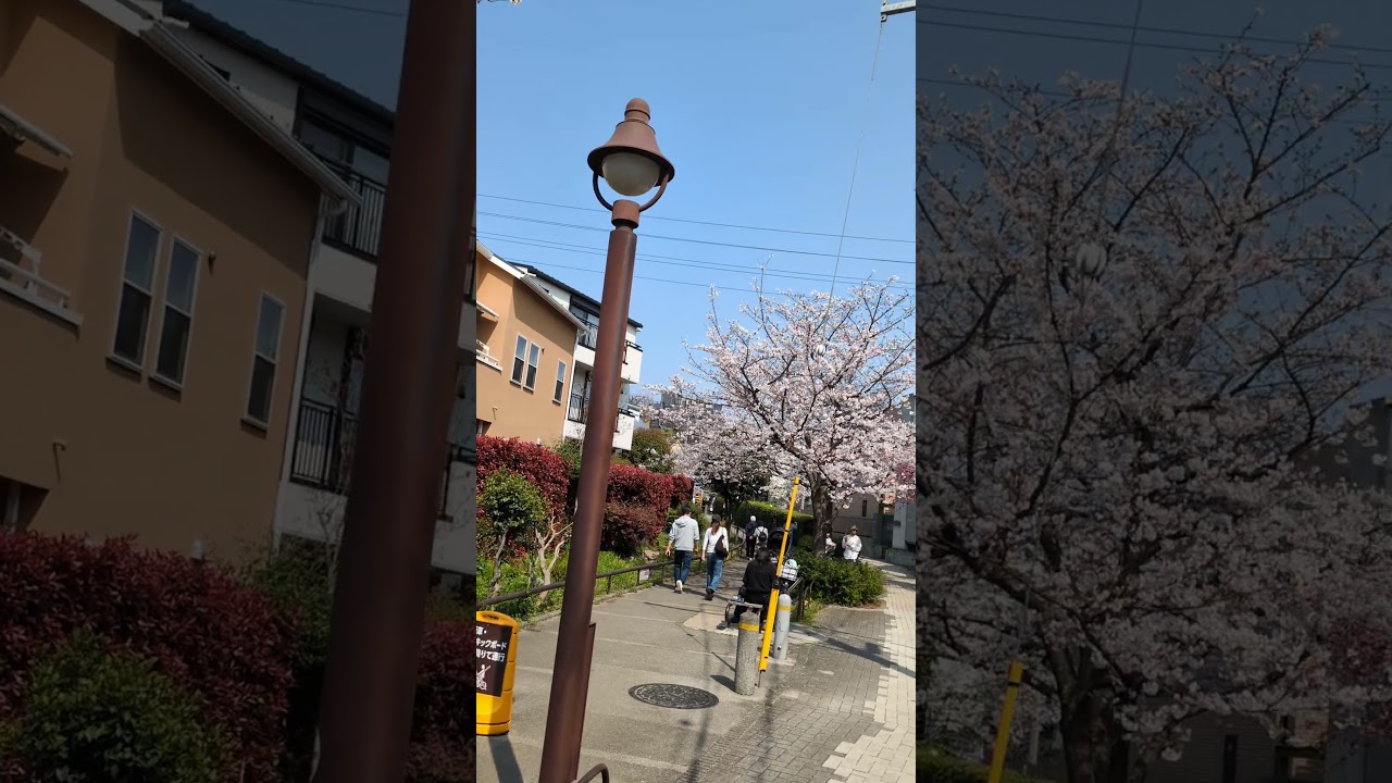 桜の美しさに息を呑む#花見