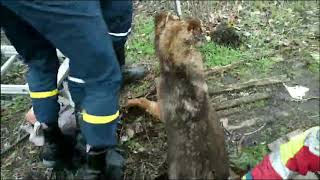 м. Дніпро: рятувальники дістали собаку з занедбаного колодязя