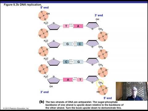 Ch 8 Part I Microbial Genetics
