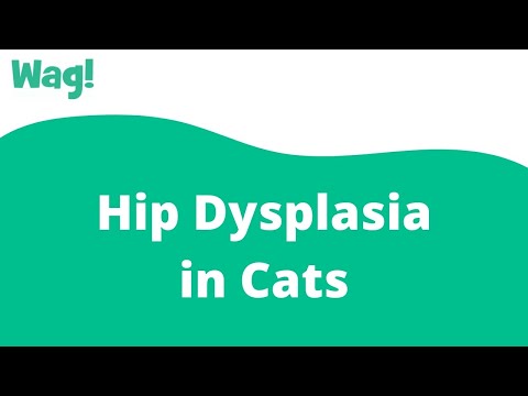 Hip Dysplasia in Cats | Wag!