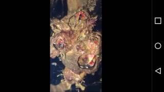 Marijuana plant cross breed with Venu fly trap.DISGUSTING.