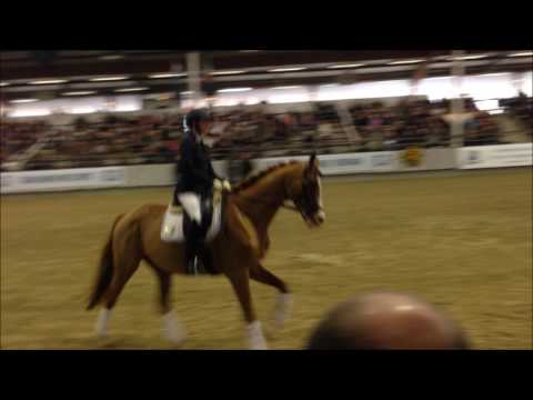 Mount Etna xx Hengstschau Trakehner Körung Komplettversion