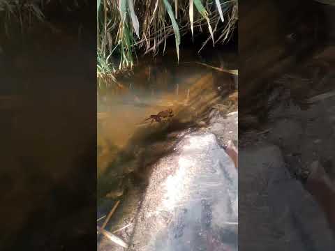 .. saludos cordiales desde zacualpa Quiche Guatemala....