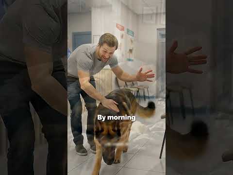 How Long Do Dog Breeds Stay Mad at You? 🐶#shortsfeed