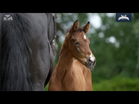 Hengstfohlen v. Valdiviani - Fidermark - Pavarotti