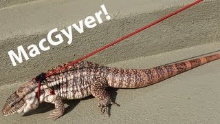 ☜ MacGyver on a Leash