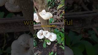 Download lagu wow beautiful #viralshort mp3