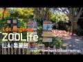 Los Angeles ZooLife Animals Greater Flamingo Chilean Flamingo