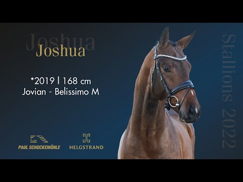Joshua - Dressurkollektion 2022 Schockemöhle & Helgstrand (DEU)