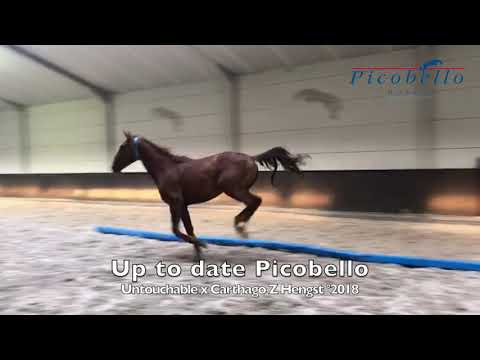 Up To Date Picobello Z @ home 2 years old