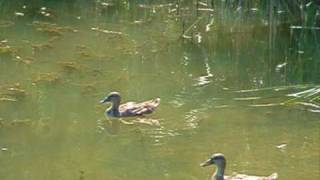 preview picture of video 'Wild ducks on Lake of Fimon ITALY. Lago di Fimon.'