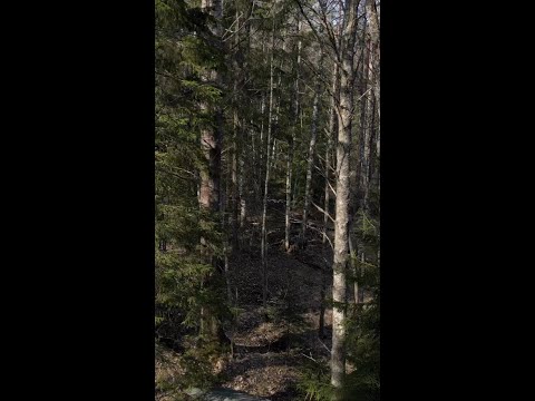 Birch bark container by Asbjorn Olsen-Berg