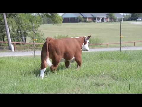 download lagu mp3 mp4 Club Calf Sires Reviews, download lagu Club Calf Sires Reviews gratis, unduh video klip Club Calf Sires Reviews
