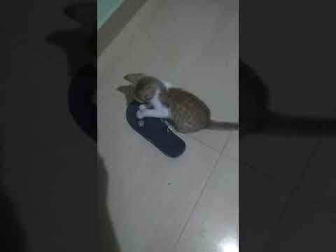 _Shorts _cat playing _ Amulya the wondergirl _entertaining