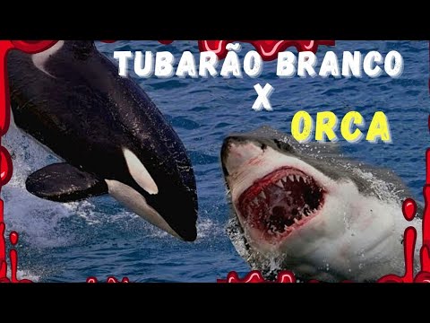 Tubarão Branco Fêmea vs Orca Fêmea Batalha animal!