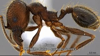 Miniatura do vídeo