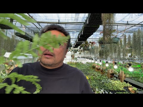 園芸 タイトイタドリ、ペルシカリア