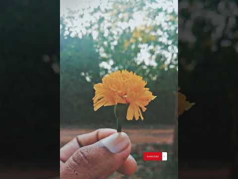 Lanwela Hima Seethe Pa Nura Nil Dese | Heshan Pini Cover