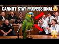 No Professional Could Survive This Parrot 🦜