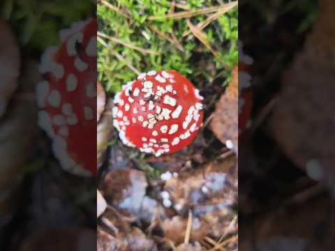 Grzyby 3 - Mushrooms 3 #grzyby #mushroom #nature #natura #dimond #red #beautiful #forest #las #happy