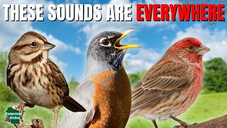 10 Bird Sounds You Can Hear Almost Anywhere in the United States!