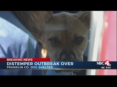 Dog Shelter: Distemper outbreak is over