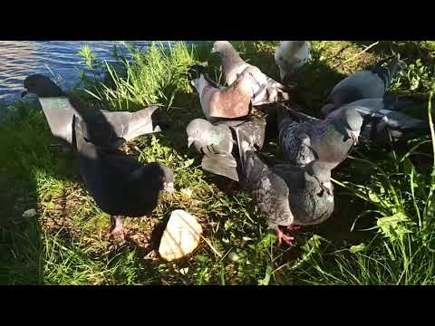 Волотовские озера г.Гомель, Беларусь