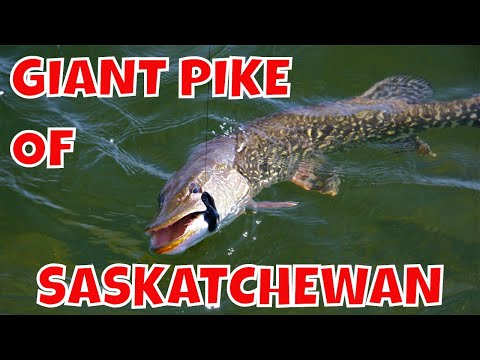 Fly In Trips for Giant Northern Pike | Saskatchewan - YouTube