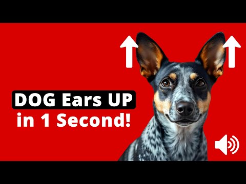 Sounds That Will Make Dogs Ears STAND UP 🐶