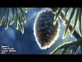 Bambi 2 Intro *There is Life* Cover 
