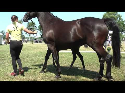 Sudweyher Fohlenschau 2019 - Kat.-Nr. 30