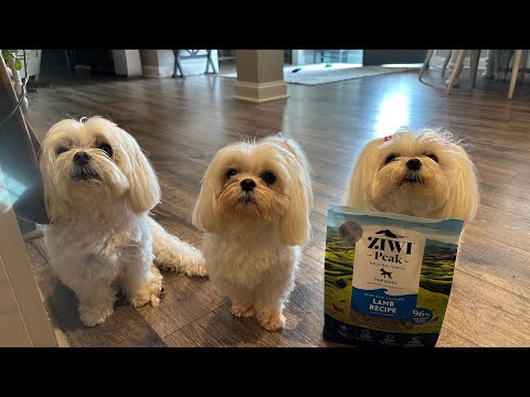 ZIWI Peak Air-Dried Dog Food Review: A Healthier Choice for Your Dog #ad