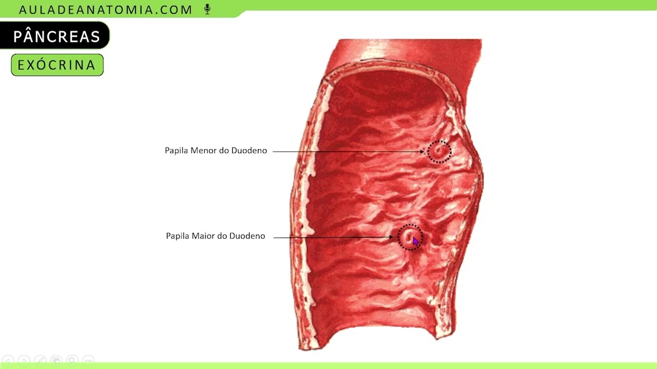 FUNÇÃO DO PÂNCREAS #anatomy #anatomia #medicina #medico #medicos #enfermagem #gastrology