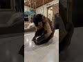 Monkey (Bear) cracking & peeling an egg 🥚 #monkey #cute #sweet #funny #capuchin