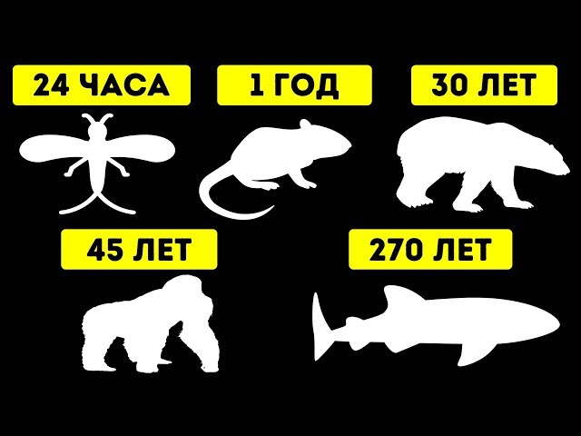 Животные с самой короткой и самой длинной продолжительностью жиз