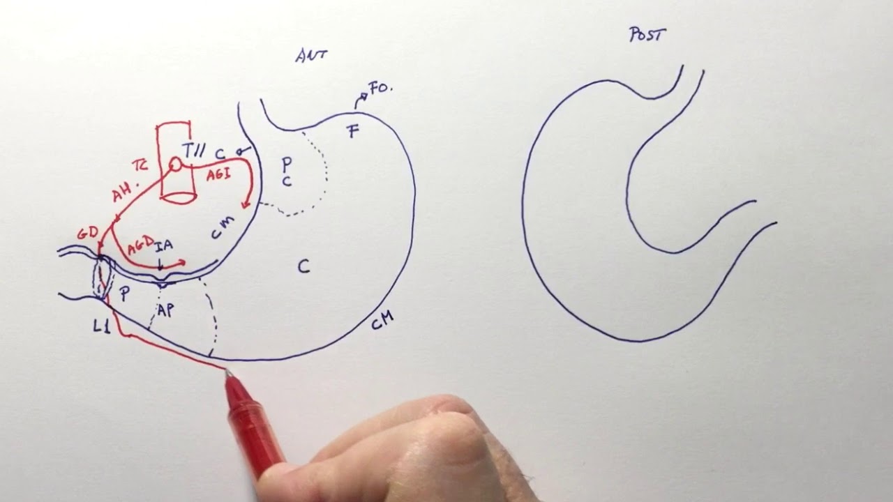 Anatomía del estómago