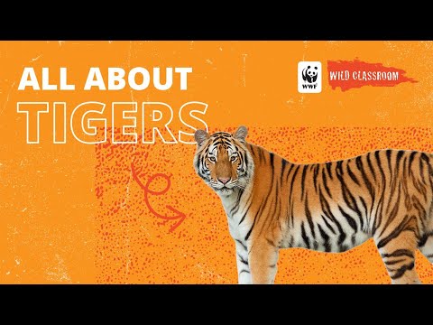 All About Tigers
