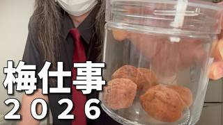 【実写動画】翼おじさんの日常～梅仕事2026～【Tsuvasa@ZEROSTAR】