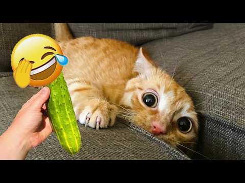 Most Hilarious Cats on the Internet in 2026 😺