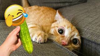 Most Hilarious Cats on the Internet in 2026 😺