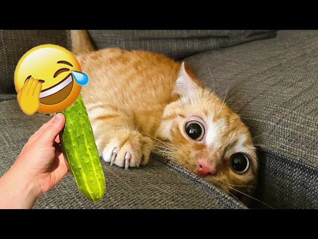 Most Hilarious Cats on the Internet in 2026 😺