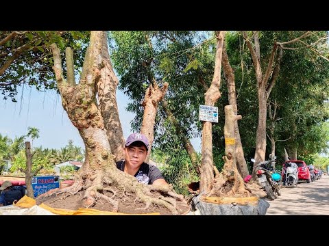 Apricot tree, bonsai apricot tree GL ng March 19, 2022 (Zalo_0939 122 442 @THE)_H.CTA, HG Province