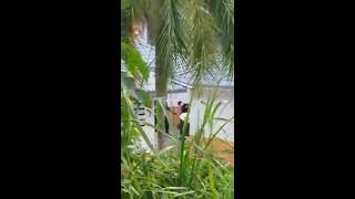 MALAYSIA BRUTALITY WAYS OF KILLING STRAYS !!!