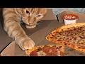 Orange Cat Behavior