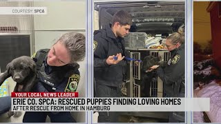 Erie County SPCA says rescued puppies are finding forever homes