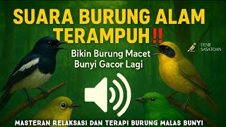 Download lagu SUARA KICAUAN BURUNG DI ALAM BEBAS 🌲 Cocok Buat MASTERAN & PIKAT || Terbaru Manjur Ampuh mp3 Download lagu SUARA KICAUAN BURUNG DI ALAM BEBAS 🌲 Cocok Buat MASTERAN & PIKAT || Terbaru Manjur Ampuh mp3